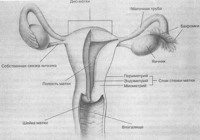 Нижняя часть матки - шейка (cervix) выступает во влагалище. Со