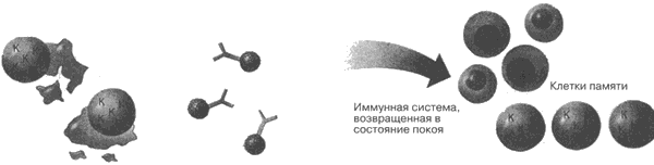 Клетки памяти не образуются остаются клетки памяти. Клетки памяти. Т клетки памяти. Б клетки памяти. Т клетки памяти функция.